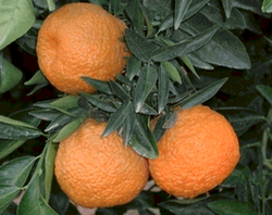 '奥罗瓦尔'橘Citrus reticulata 'Oroval'